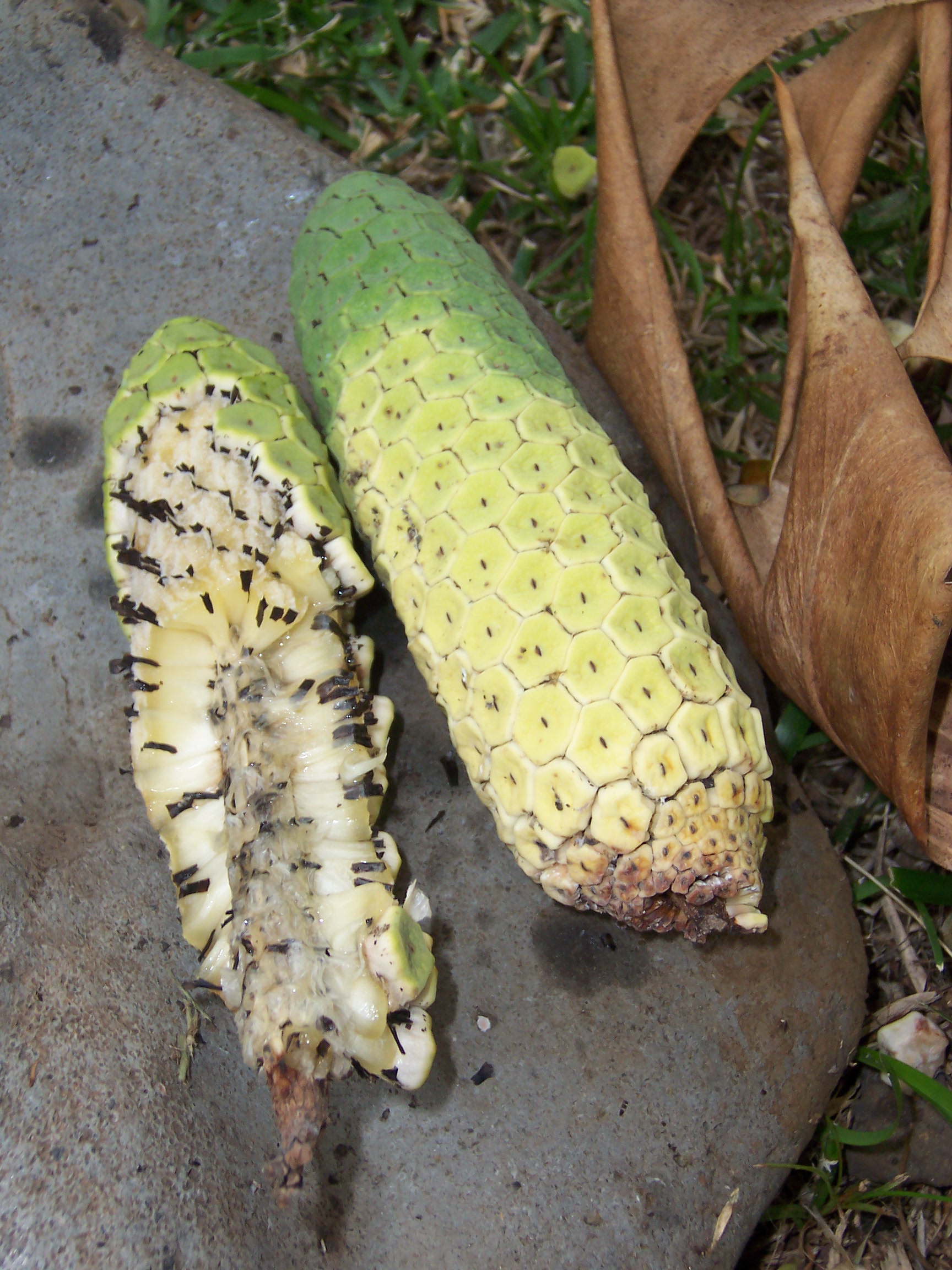 Monstera_deliciosa_ripen_fruit_01.JPG