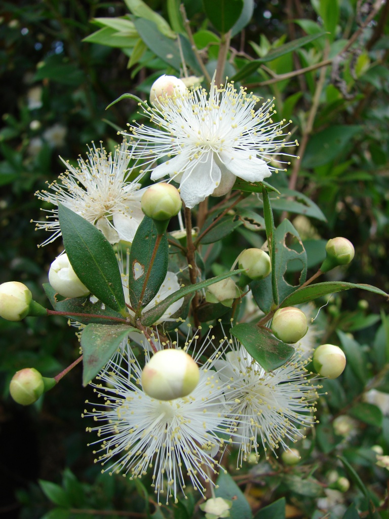 Myrtus-2.jpg