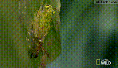 Ninja-Frog.gif