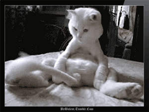 novie-smeshnie-gifki-53.gif