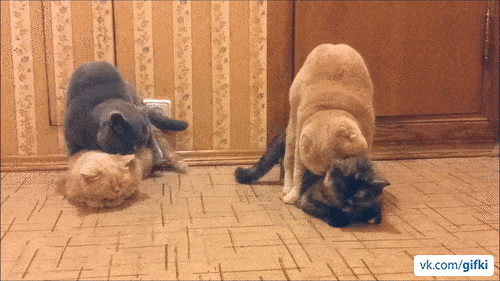 novie-smeshnie-gifki-8.gif