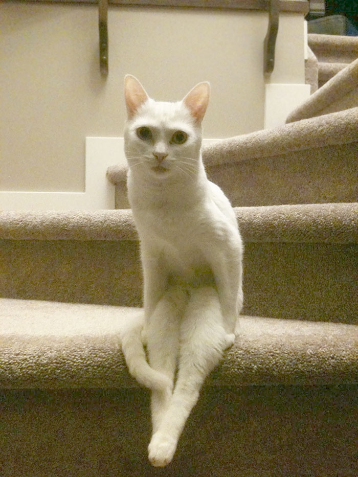 NTD-Acting-weird-cat-7.jpg