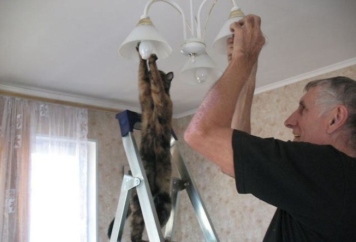 NTD-Acting-weird-cat-8.jpg