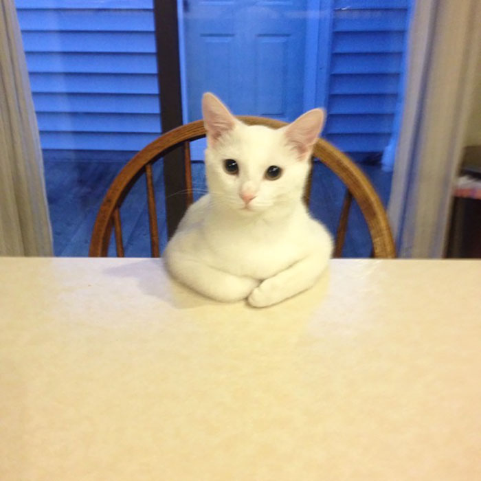NTD-Acting-weird-cat-9.jpg