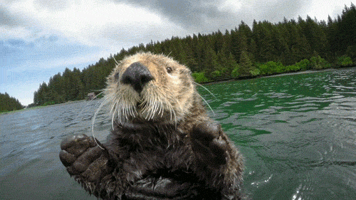 ob_c8f6c6_giphy.gif
