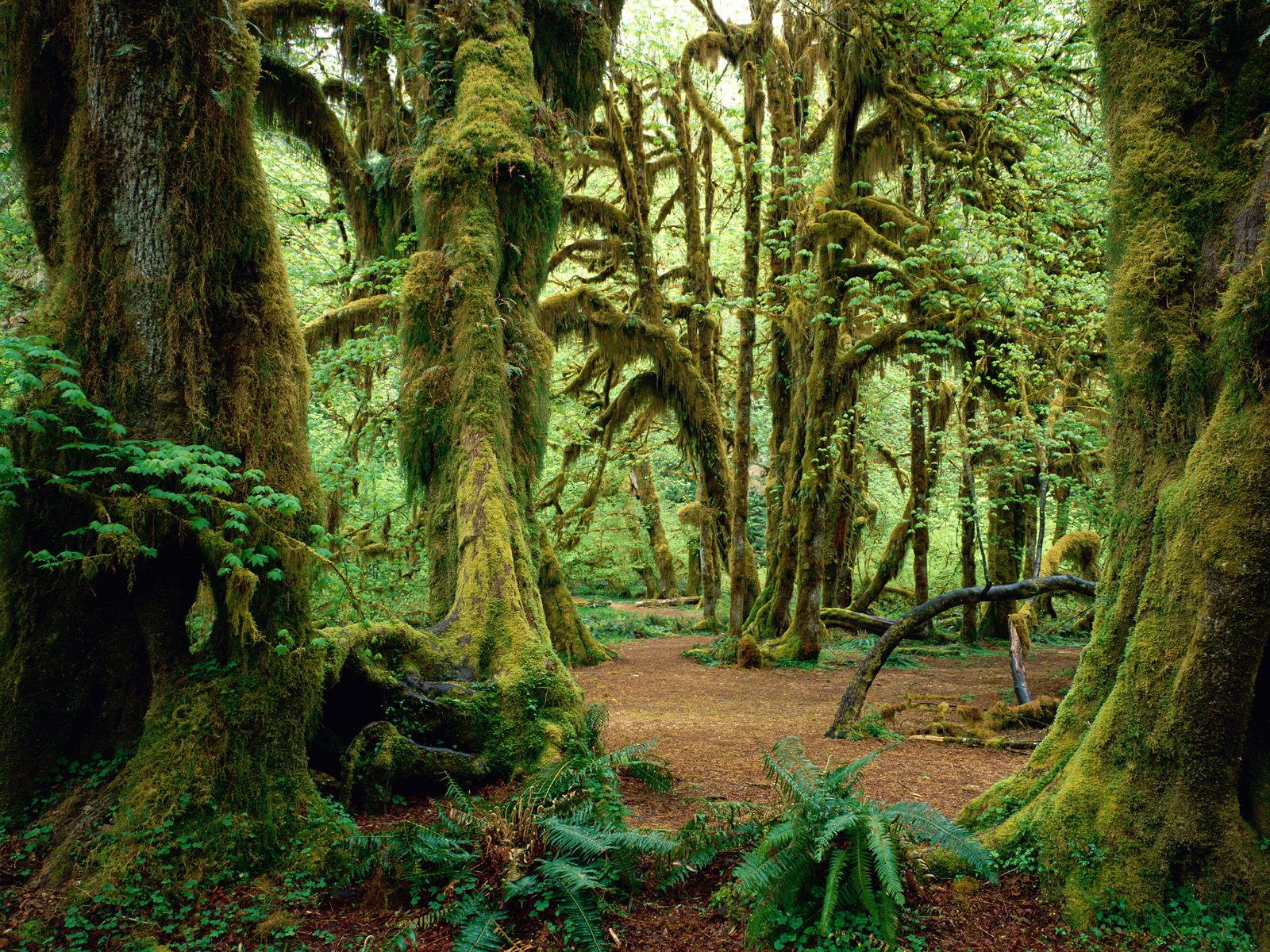 Olympic-National-Park-1.jpg
