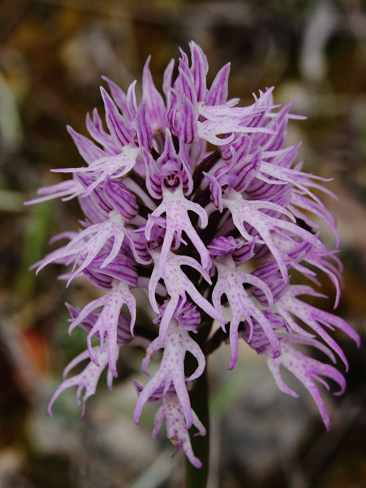 Orchis_italica_047.JPG