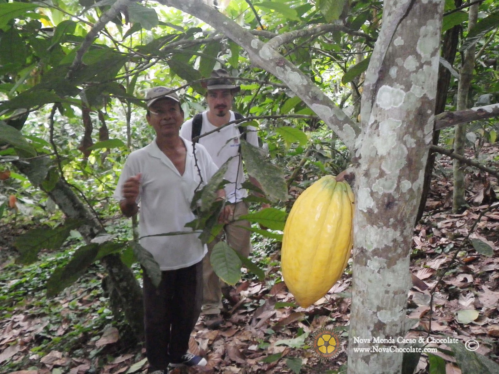 organic cacao.jpg