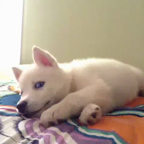 origЦЙЧ2.gif