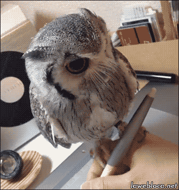 orig.gif
