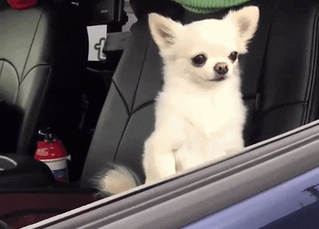 orig.gif
