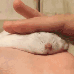 orig.gif