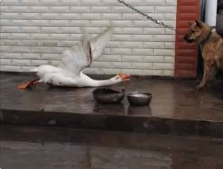 original.gif