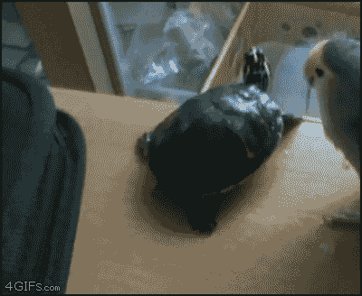 original.gif