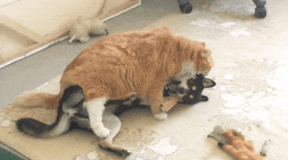 original.gif