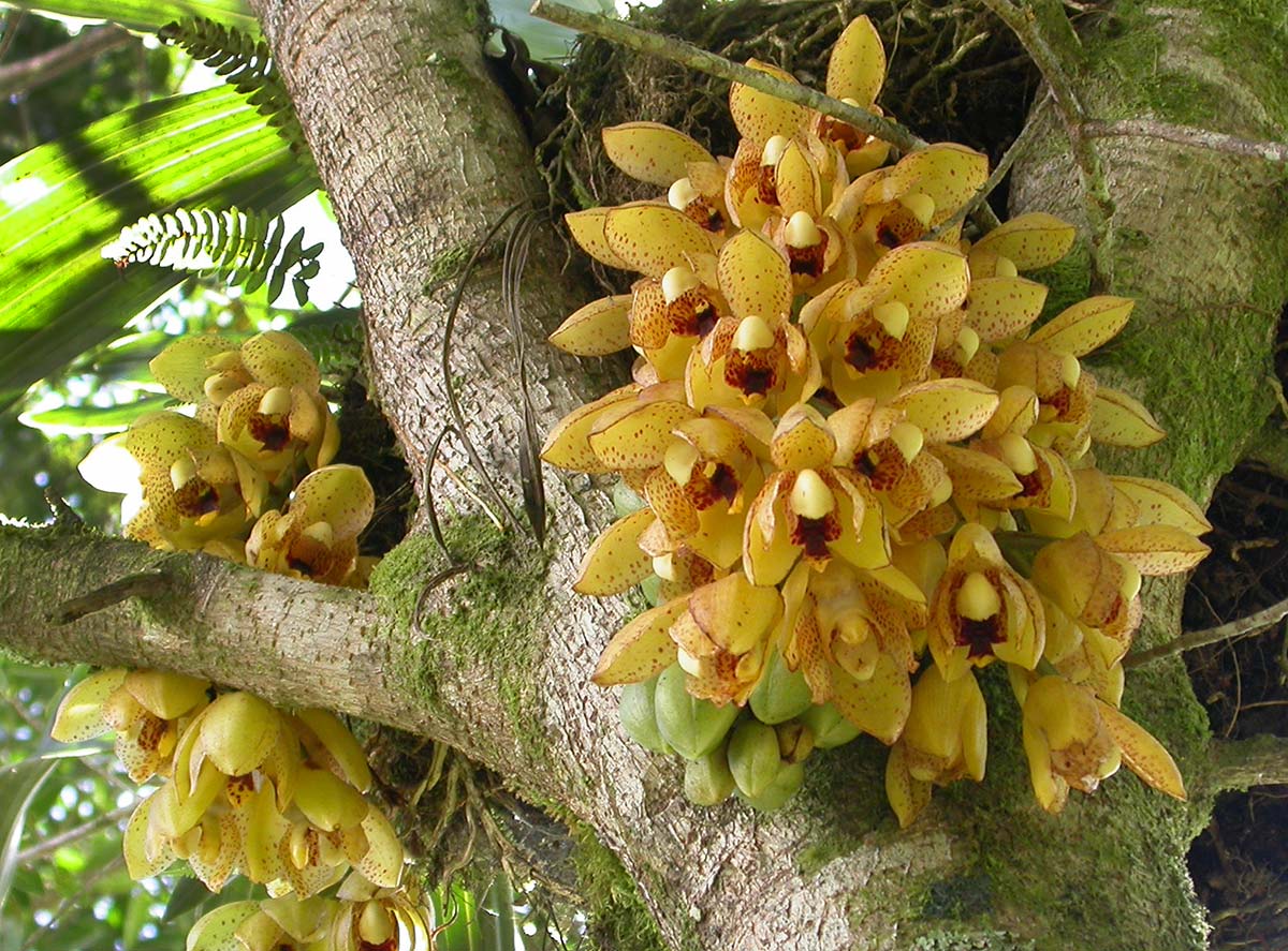 ORQUIDEA-ACINETA-BOSQUE-DE-PAZ-COSTA-RICA.jpg