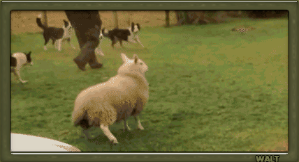 oveja-perro.gif