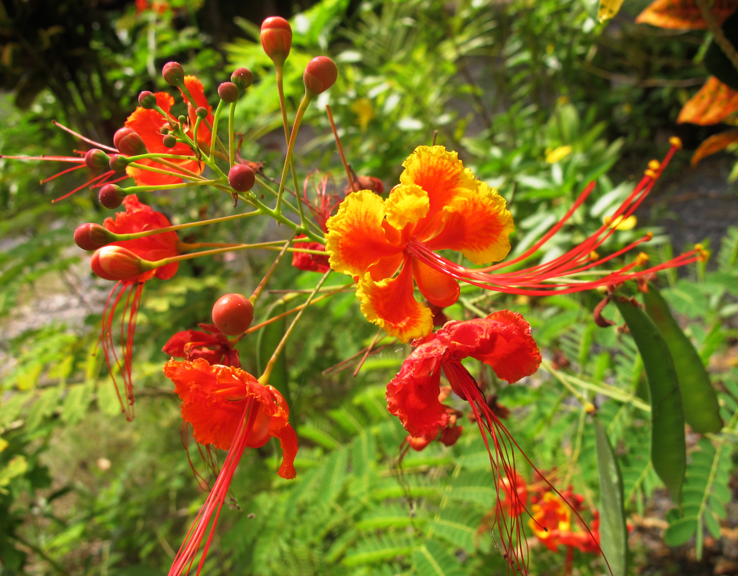 peacock-flower.jpg