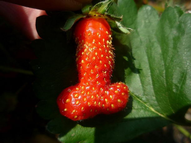 penis.jpg