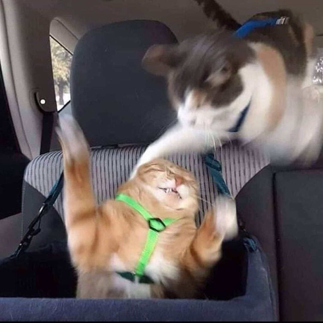Pgw5l9tYadY.jpg