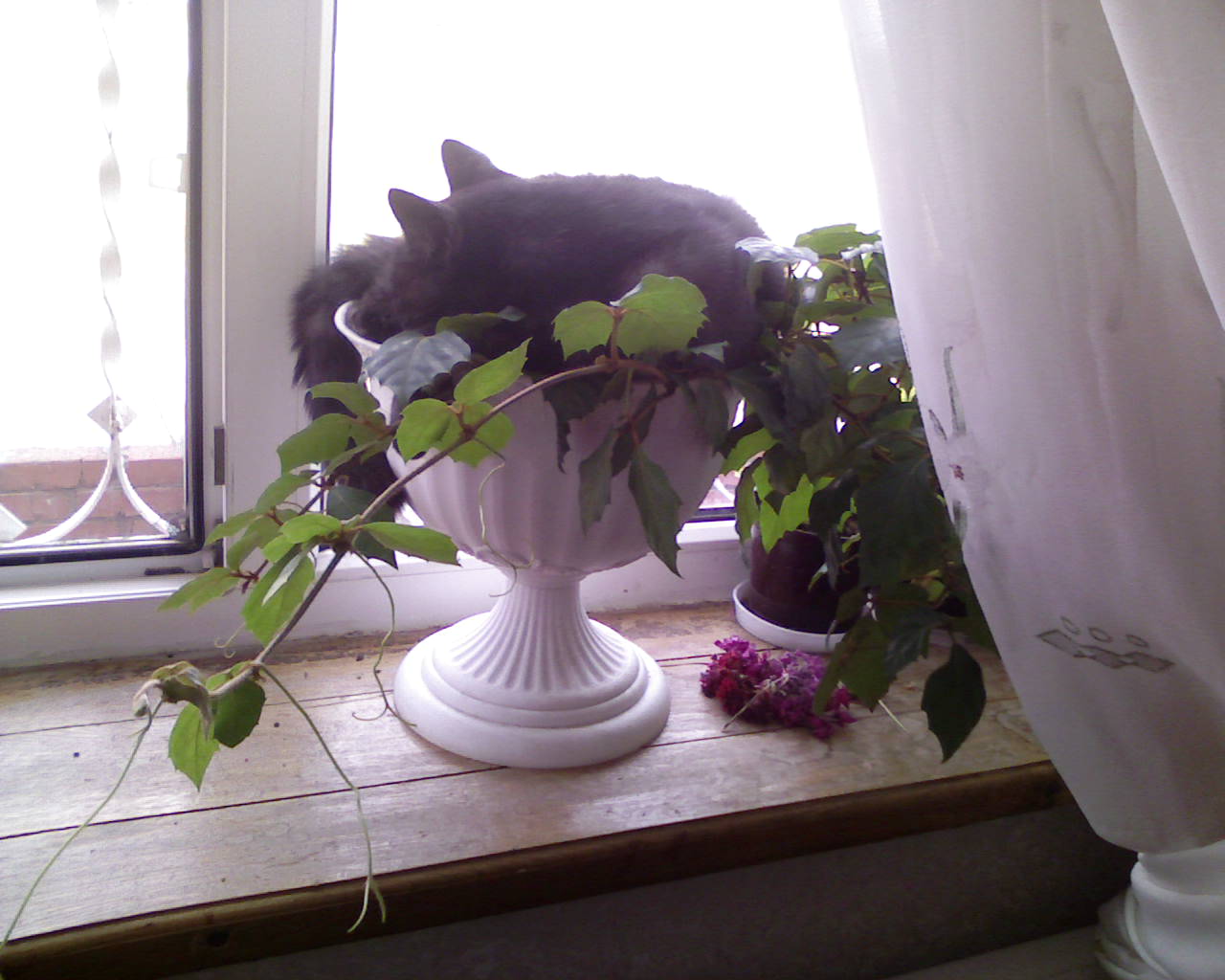 Photo-0130.jpg