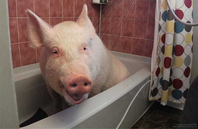 pig6.jpg