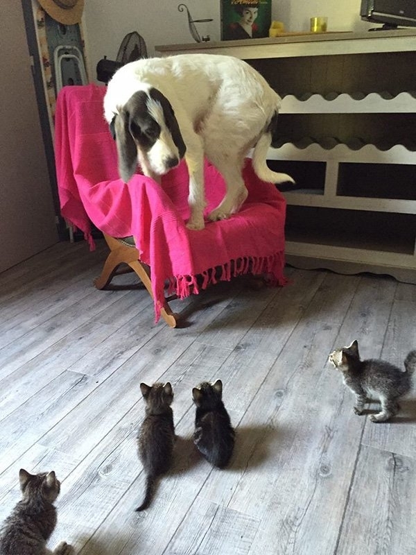 please-call-master-for-help-i-am-trapped-in-the-corner-by-vicious-beasts-188256.jpg