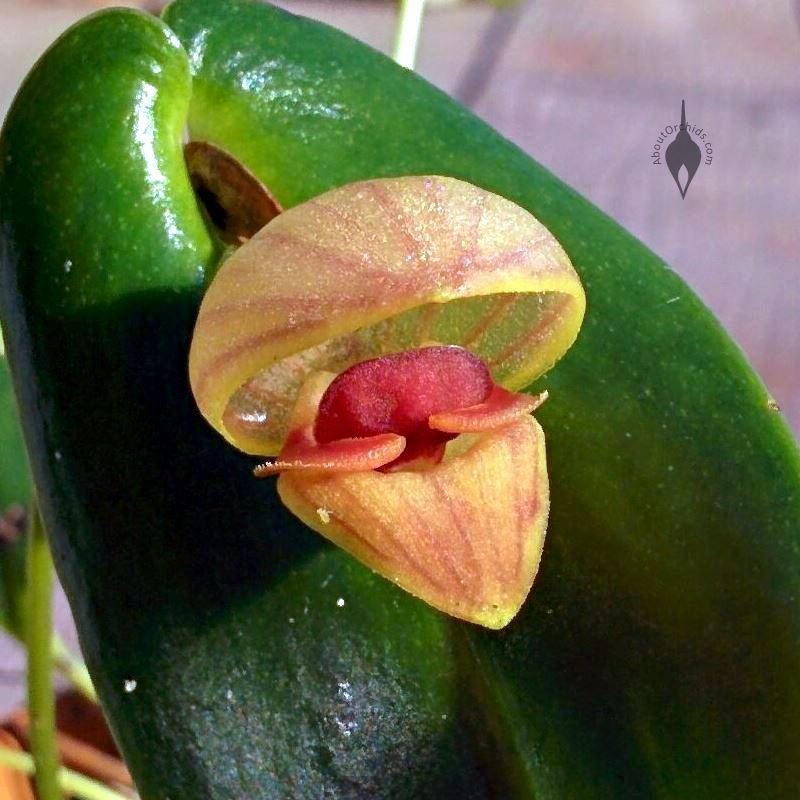Pleurothallis_palliolata_2_800px.jpg