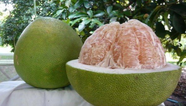 pomelo.jpg