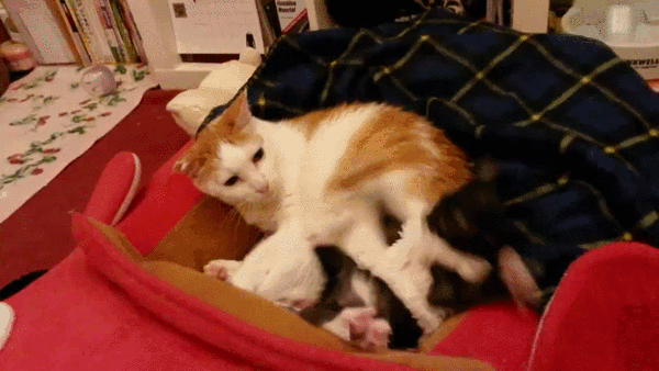 prikolnie-gifki-skachat-besplatno-18.gif