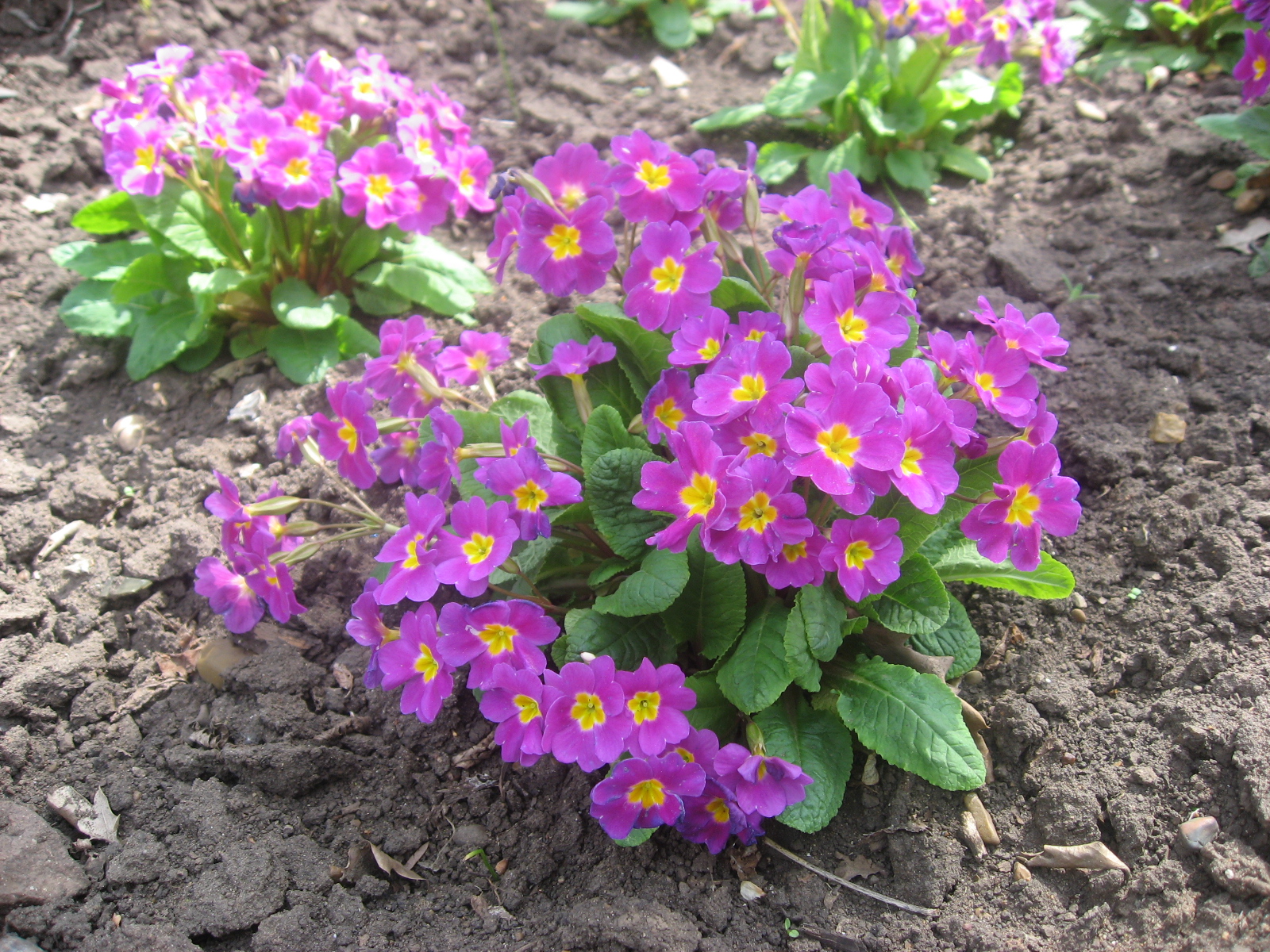 primula.jpg