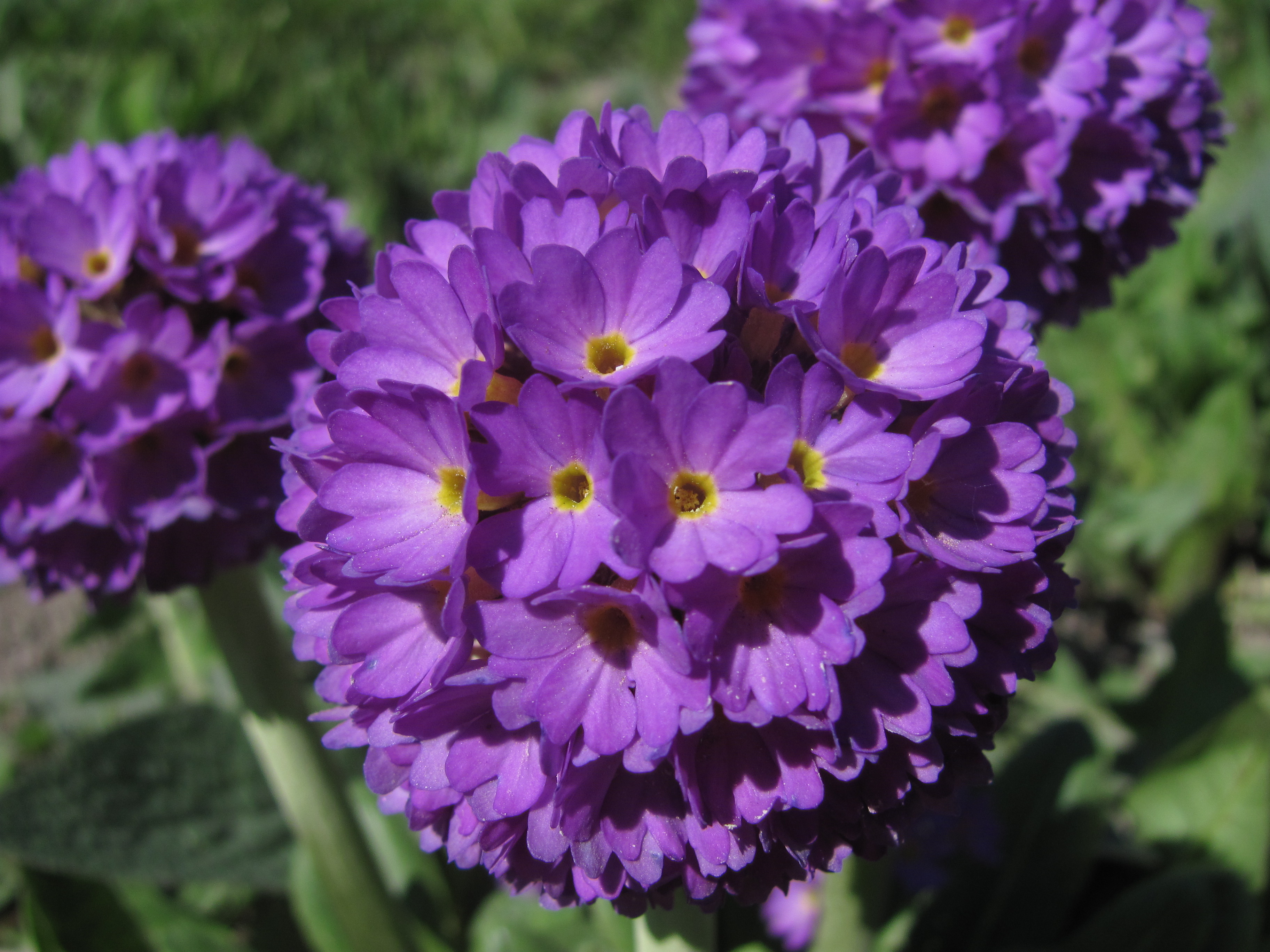 Primula_denticulata_(Sakhalin)_3.JPG