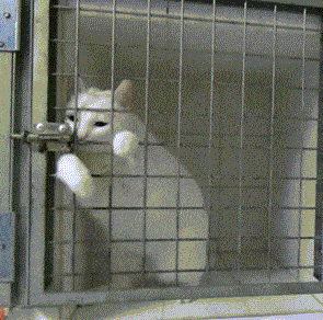 prison-break.gif