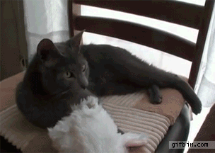 qJIdO.gif