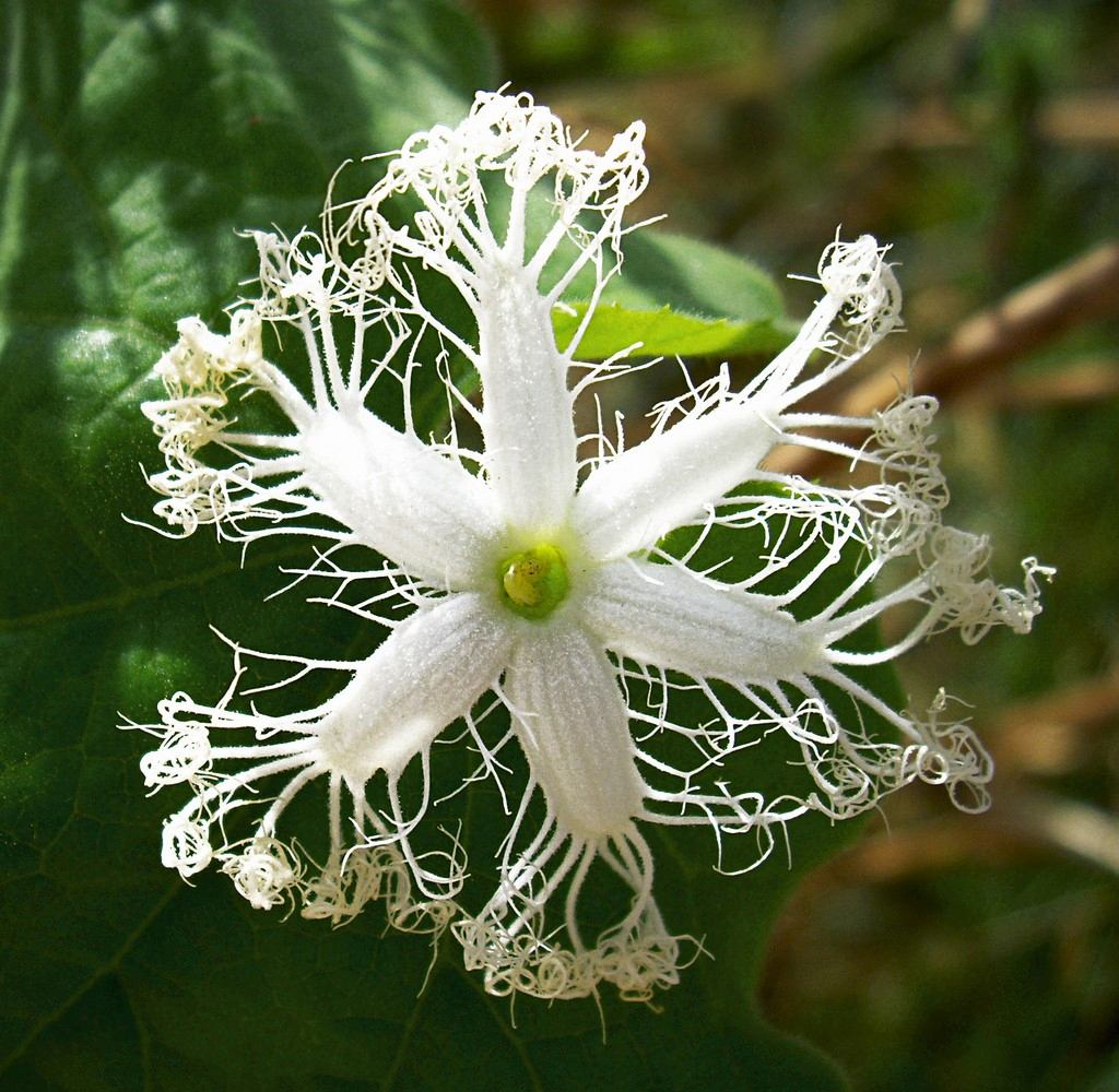 quiabo-d.jpg