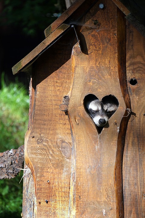 raccoon-2806747_960_720.jpg