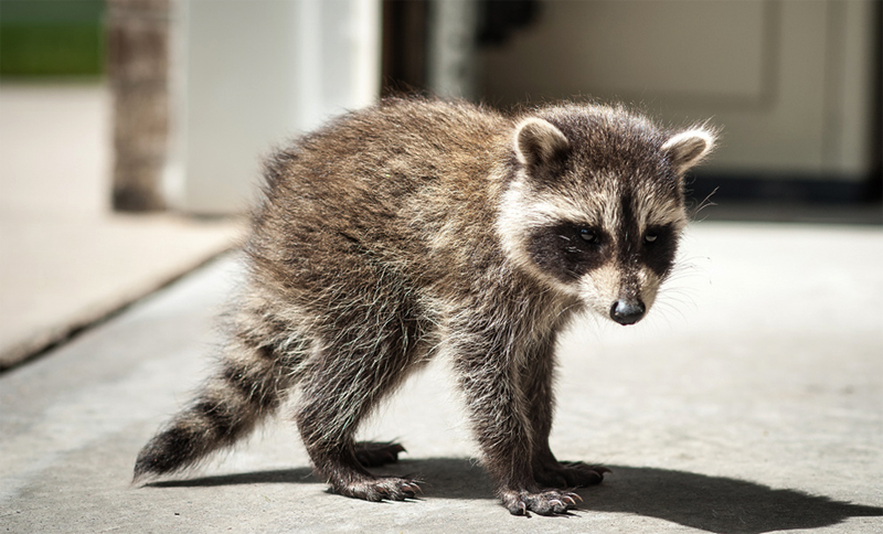 racoon_baby.jpg
