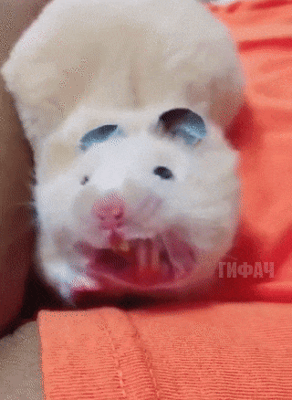 redkie-gifki-humoraf-13.gif