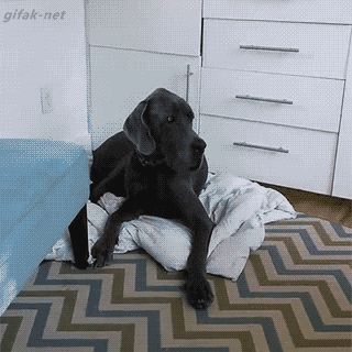 redkie-gifki-humoraf-24.gif