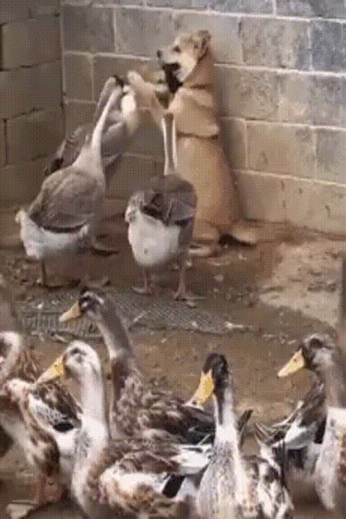 redkie-gifki-humoraf-27.gif