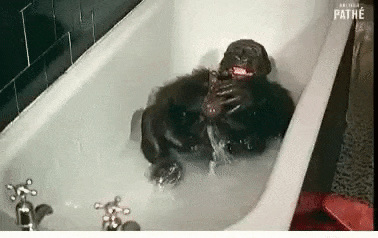 redkie-gifki-humoraf-7.gif