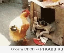 rzhachniye-gifki-14.gif