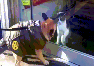 rzhachniye-gifki-17.gif