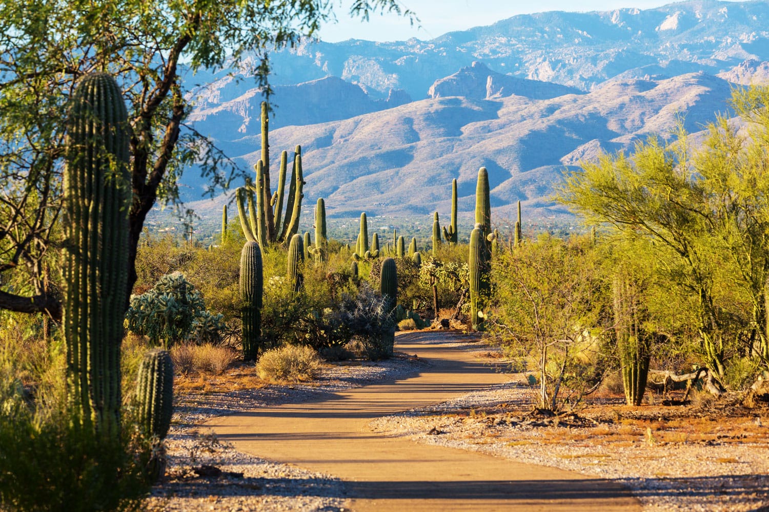 saguaro-national-park-usa-shutterstock_710761231.jpeg