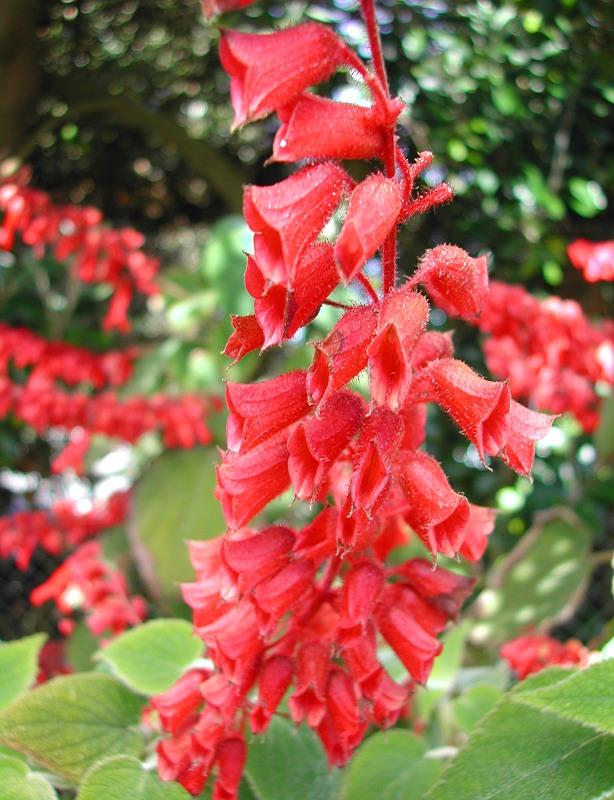 Salvia_libanensis_2065.jpg