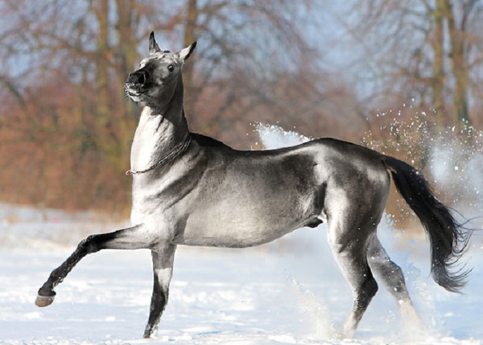 Silver-10.JPG