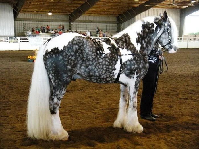 SilverDapplePinto-7.jpg