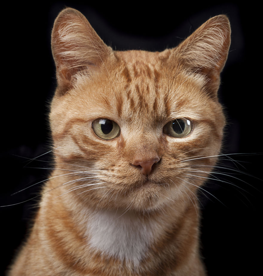 Skeptical-Cat.png.jpg