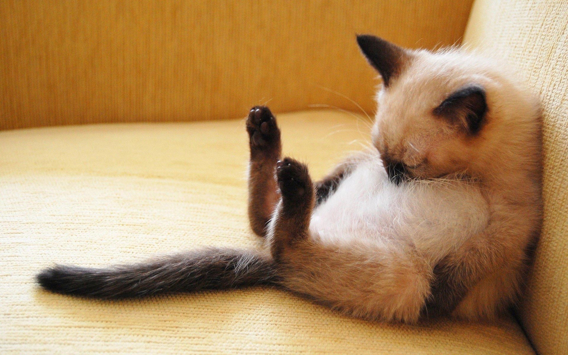 sleep-cat-wallpaper.jpg