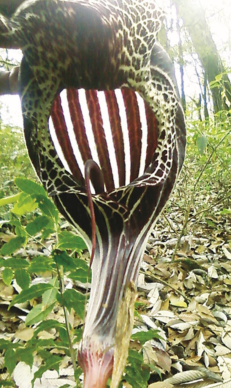 Snake_Flower_20150731.jpg